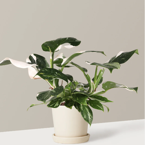 Филодендрон Вайт Визард